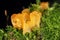 Tremella mesenterica mushroom (yellow brain, golden jelly fungus, witches' butter) among moss, super macro