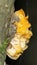 Tremella mesenterica mushroom (yellow brain, golden jelly fungus, witches' butter), super macro