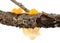 Tremella mesenterica yellow brain, golden jelly fungus, yellow trembler and witches` butter is common jelly fungus, on tree bran