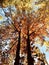 Tremendous fall foliage in the autumn sun - TREES - FALL