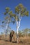 Tremite mound in Kakadu National Park, Australia