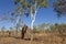 Tremite mound in Kakadu National Park, Australia