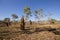 Tremite mound in Kakadu National Park, Australia