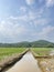 Trench filled with water at beautiful paddy field