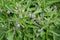 Trench medicinal Symphytum officinale L.. Flowering shoots