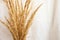 Trend Bouquet of wild cane of pampas grass in a glass vase in the corner on a white background