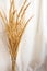 Trend Bouquet of wild cane of pampas grass in a glass vase in the corner on a white background