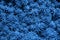 Trend color 2020 classic blue, top view, layout, succulent background for design. Trendy blue color concept of the year