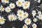 Trending colors of 2021 - gray and yellow. Beautiful Blooming daisies flowers. Blurred natural background