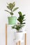 Trending flower Ficus elastica, the rubber fig on white wall indoor home background. Urban jungle concept