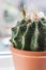 Trendy cactus on window sill, close up shot