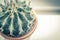 Trendy cactus on window sill, close up shot