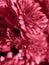 Trendy color 2023 viva magenta red toned of top view of flowers chrysanthemum floral natural wallpaper.