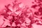 Trendy color of the year 2023. Branch of blossoming pink apple-treein toned in viva magenda color