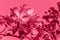 Trendy color of the year 2023. Branch of blossoming pink apple-treein toned in viva magenda color