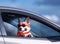 trendy funny ginger Corgi dog puppy in sunglasses and a headscarf stuck his snout and paws out the car window during