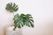 Trendy indoor tree, Monstera Deliciosa Plant, tropical houseplant on white wall background with copyspace