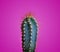 Trendy neon cactus closeup over bright pink pastel background. Colorful summer trendy creative concept