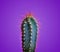 Trendy neon cactus closeup over bright purple pastel background. Colorful summer trendy creative concept