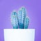 Trendy neon purple and blue coloured minimal background with cactus plant. Cactus plant close up.