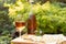 Trendy orange wine served on outdoor terrace in garden with flow