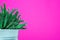 Trendy pastel coloured fashion exotic pop minimal background with cactus plant with copy space.