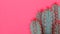 Trendy pastel pink coloured minimal background with cactus plant. Cactus plant close up. Fashion style.