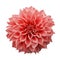 Trendy pink-orange or coral colored Dahlia flower the tuberous garden plant isolated on white background with clipping path