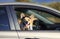 Trendy red Corgi dog puppy stuck his snout in sunglasses and headphones out the car window and is quite smiling during the road to