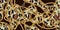 Trendy seamless pattern with gold chains and rope on leopard skin. Vector.