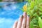 Trendy summer manicure flamingoes palm leaves swimming pool