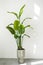 Trendy tall houseplant Strelitzia reginae or Bird of paradise with big green tropical leaves in concrete pot indoors on