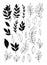 Trendy vector foliage drawings in linear style. Black elements of hand drawn greenery branch and leaves. Line and silhouette.