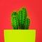 Trendy vibrant neon coloured minimal background with cactus plant. Cactus plant. Fashion style cacti concept.
