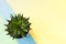 Trendy yellow background with green succulent plant on blue diagonal stripe. Top view.
