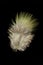 Treron waalia Bruces green pigeon bird feather
