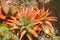 At Tresco Abbey Gardens, a small colourful orange and green Aloe succulent grows in this rock garden on the Isles of Scilly