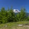 Tress and mountain at Mount Rainier National Park