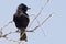 Treurdrongo, Fork-tailed Drongo, Dicrurus adsimilis