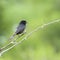 Treurdrongo, Fork-tailed Drongo, Dicrurus adsimilis