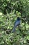 Treurdrongo,  Fork-tailed Drongo, Dicrurus adsimilis