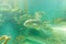 Trevally fish Jackfish under water in aquarium