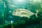 Trevally fish Jackfish under water in aquarium