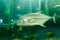 Trevally fish Jackfish under water in aquarium