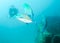 Trevally fishes and a silhouette of a diver photographing them over a sunken ship at the bottom of the Indian Ocean