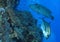 Trevally and napolean wrass on reef wall at Gota Kebir, St John\'