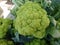 Trevi cauliflower, Brassica oleracea botrytis