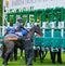 Trevor Whelan. UK Horse racing. Into the stalls.