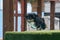 Tri color Australian shepherd jumping off a dock