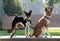 A tri color basenji looking to the side next to a sitting two tone basenji on a wooden bench in a natural landscape in meppen emsl